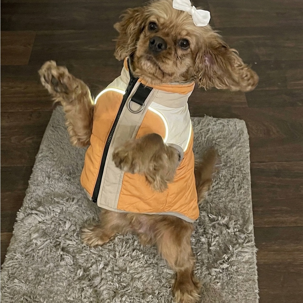 Dog Winter Jacket with Harness Built in
